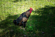Hen In A Farm 
