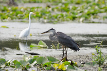 Great Blue Heron And Great Egret Fishing Together