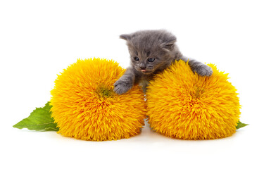 Wall Mural - Kitten with sunflowers.