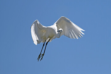 Poster - Little egret / Seidenreiher (Egretta garzetta)