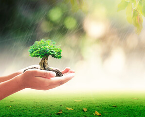 Wall Mural - World environment day concept: Human hands holding big tree over forest sunrise background	