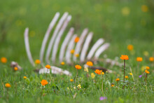 White Bones Of Cattle Carcass In Flowering Meadow, Khuvsgul Lake, Mongolia