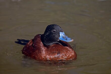 Male Lake Duck, Oxyura Vittata, Relaxed On The Water