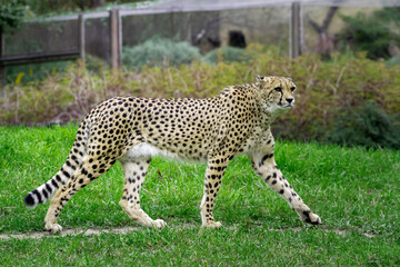 wild adult and fast cheetah on a walk on the green grass in nature in the park during the day