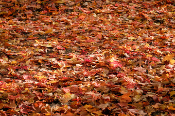 Wall Mural - Forest ground fully covered with maple leaves in orange and red autumn colours.