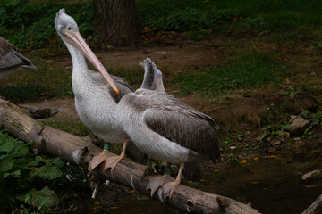 
wild pelican on a fallen tree in a park over a flowing river. The pelican has white feathers and an orange beak