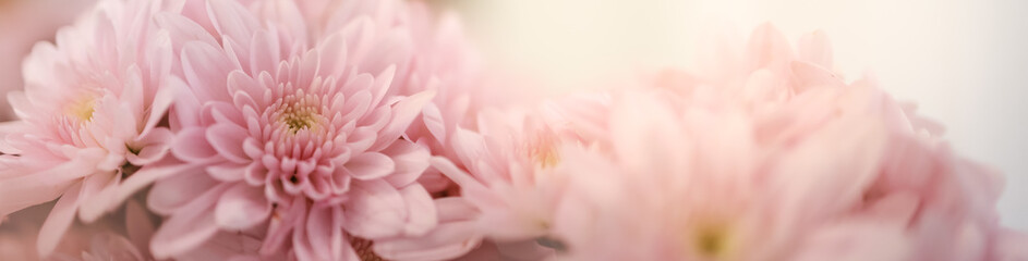 Wall Mural - Closeup of pink flower with white background and copy space using as background nature cover page concept.