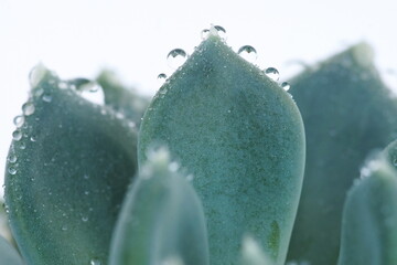 Canvas Print - succulent cactus plant close up with rain drops on leaves. poster
