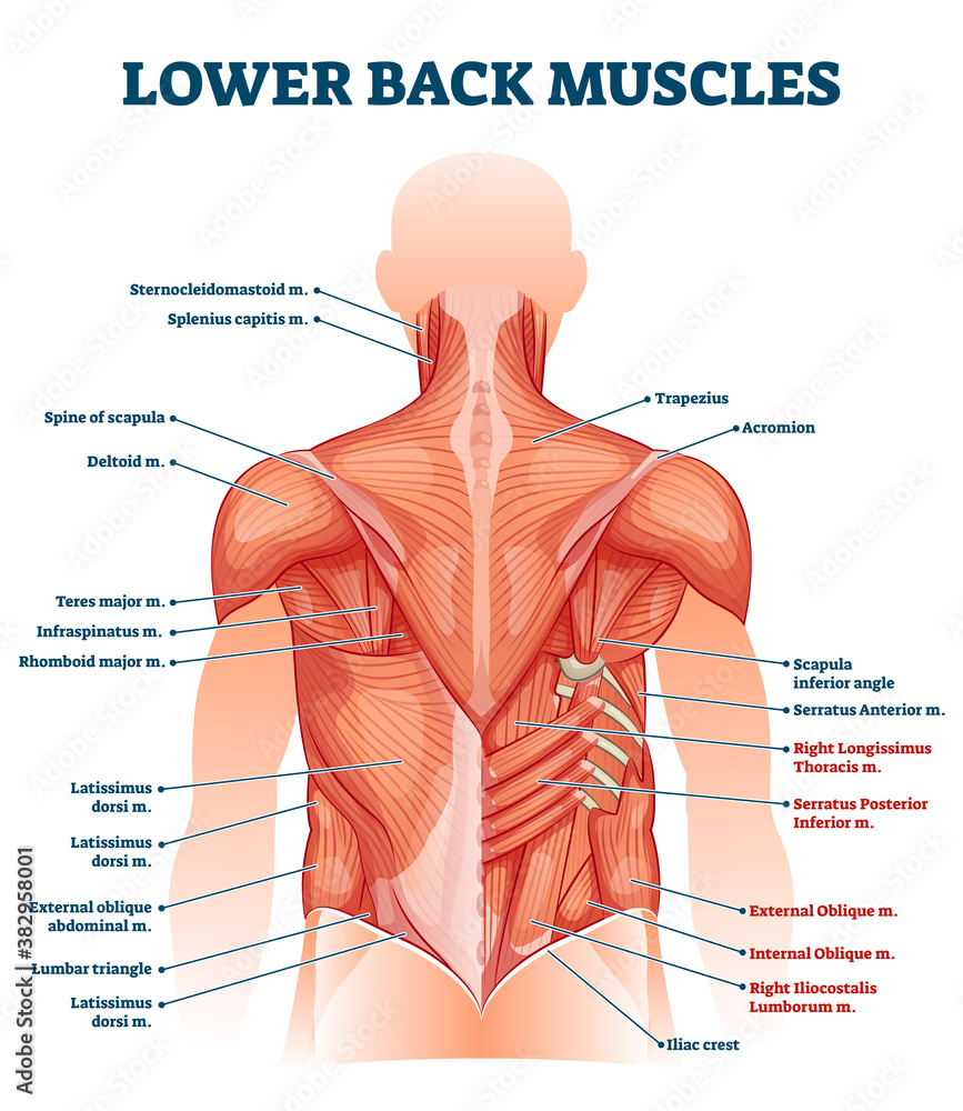 Lower back muscles labeled educational anatomical scheme vector illustration - obrazy, fototapety, plakaty 
