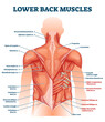 © VectorMine - Lower back muscles labeled educational anatomical scheme vector illustration