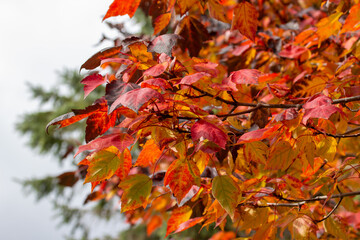 Wall Mural - macro abstract texture background of early autumn color leaves on a red maple tree on a sunny day, w