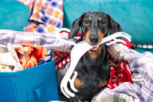 Funny Dachshund Dog Sorts Things In The Wardrobe, Sits In Pile Of Clothes With Hanger In His Teeth And Thinks What To Wear To An Important Event.