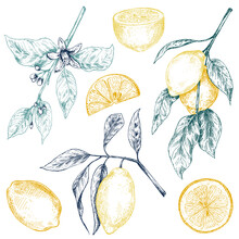Vector Collection Of Hand Drawn Fresh Lemon Tree Branches, Fruits And Flowers.