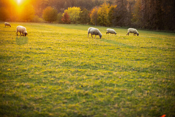 Sheep grazing on lush green pastures in warm evening light