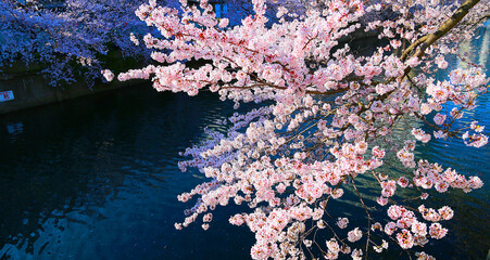 Wall Mural - Spring Japanese cherry blossoms
