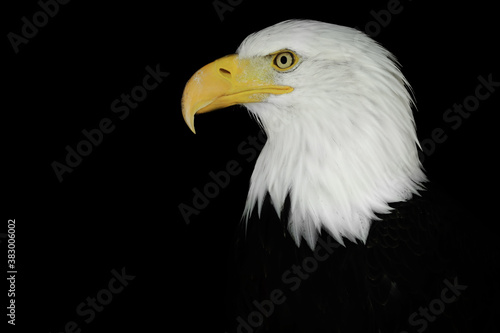 Portrait of an eagle n a black background