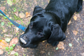 Wall Mural - Black Labrador with a dirty nose after digging a hole in the ground