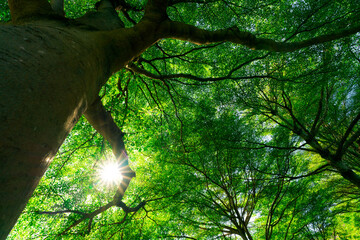 Wall Mural - bottom view of tree trunk to green leaves of big tree in tropical forest with sunlight. fresh enviro