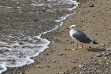 Seagull Looking For Fish Or Bread To Eat