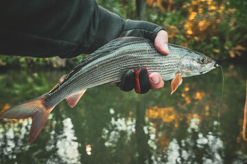 Grayling caught on the fly in a forest stream.