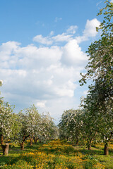 Wall Mural - apple orchard in bloom and a field of dandelions