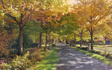 Wall Mural - alley in a beautiful park borded by colorful foliage of trees in autumn a sunny day