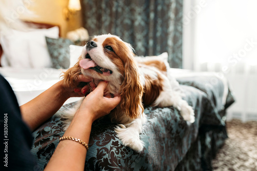 Fotomural Cavalier King Charles Spaniel dog indoors resting in the bed and being petted by