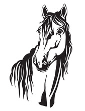 Beautiful Portrait Of Line Black Contour Horse