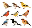 Winter birds. Isolated wild bird, cartoon chickadee bullfinch robin. Wildlife autumn forest animals, magpie and sparrow vector illustration. Wild winter bird, titmouse and bullfinch