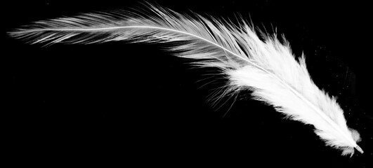 Wall Mural - Real photo of feathers, white feathers in black background