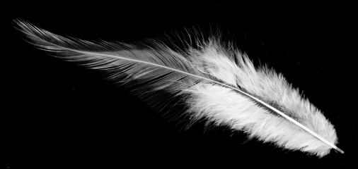 Wall Mural - Real photo of feathers, white feathers in black background