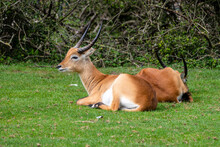 Sitatunga Or Marshbuck Antelope