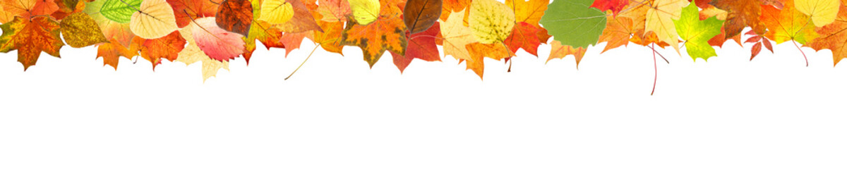 Poster - frame from colored autumn leaves isolated on white background