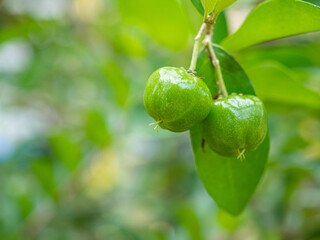 Close-up of unripe green cherries hanging from a branch with green leaves. Space for text. Sweet organic berries. Concept of healthy fruits