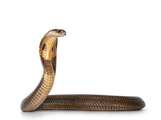 Leinwandbilder - Adult Monocled cobra aka Naja kaouthia snake, in defense position. Isolated on white background.