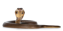 Adult Monocled Cobra Aka Naja Kaouthia Snake, In Defense Position. Isolated On White Background.