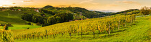 Sunset Panorama Of Wine Street In Styria. Fields Of Grapevines.