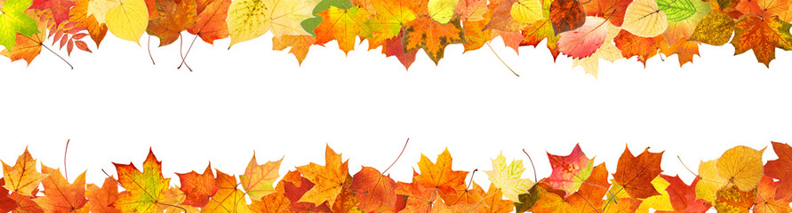 Poster - frame from colored autumn leaves isolated on white background