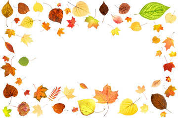 Sticker - frame from colored autumn leaves isolated on white background