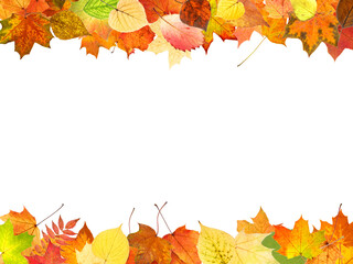 Sticker - frame from colored autumn leaves isolated on white background