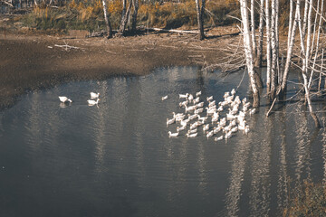 Wall Mural - geese swim in the autumn in the lake before flying