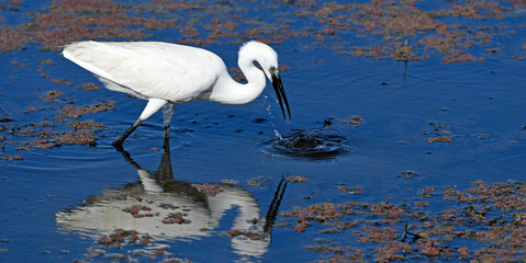 Poster - Seidenreiher (Egretta garzetta) - Little egret