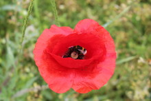 Furry Bumblebee Collects Pollen From A Red Poppy Flower In A Summer Meadow