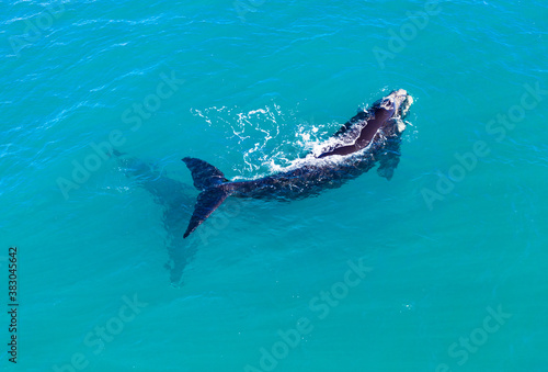 Southern Right Whale calf with shadow of mother below it at Dunsborough in Western Australia