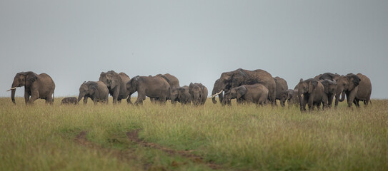 herd of elephants in the savannah