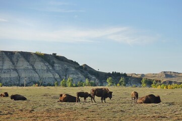 view of wild bisons in the theodore roosevelt national park in badlands in north dakota, united stat