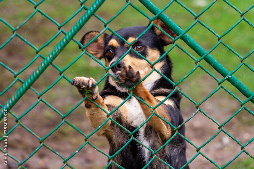 Abandoned and homeless dog in an animal shelter. A sad dog looks behind ...