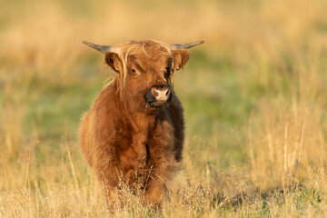 The highland cow