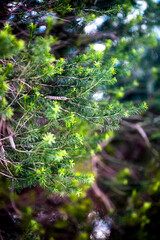 Wall Mural - Green leaves