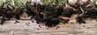 European black elderberry on a wooden background. (Sambucus nigra). 